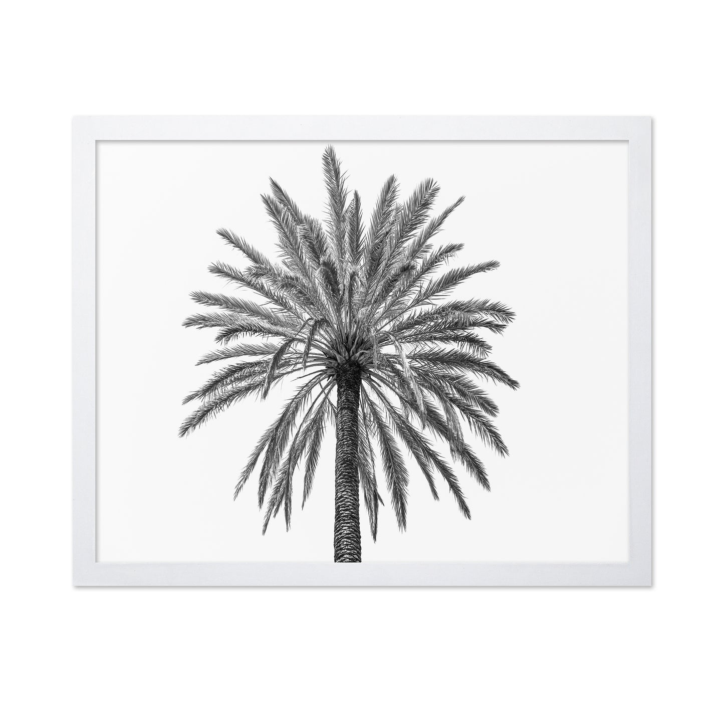 Lone Palm Tree