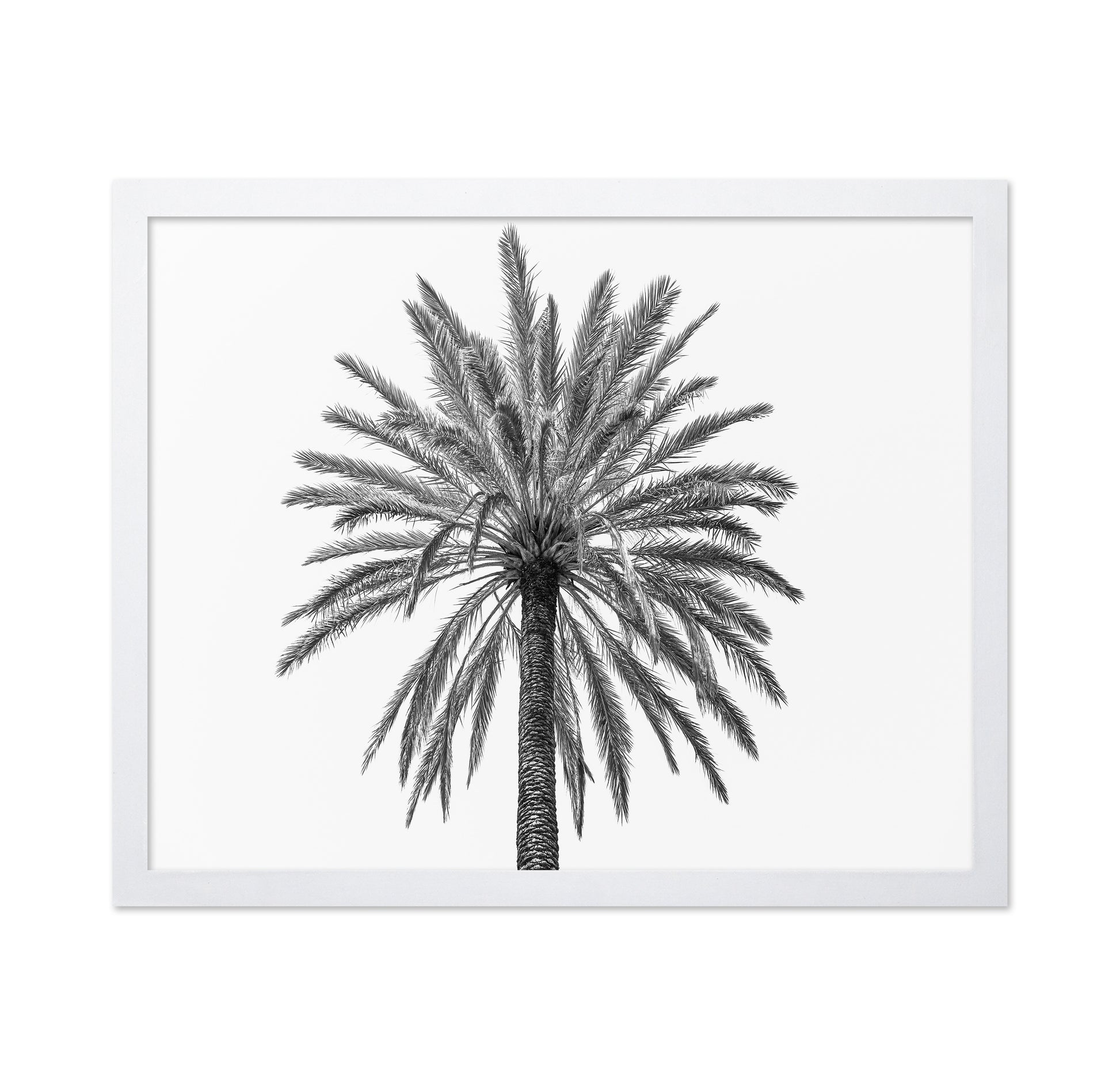 Lone Palm Tree