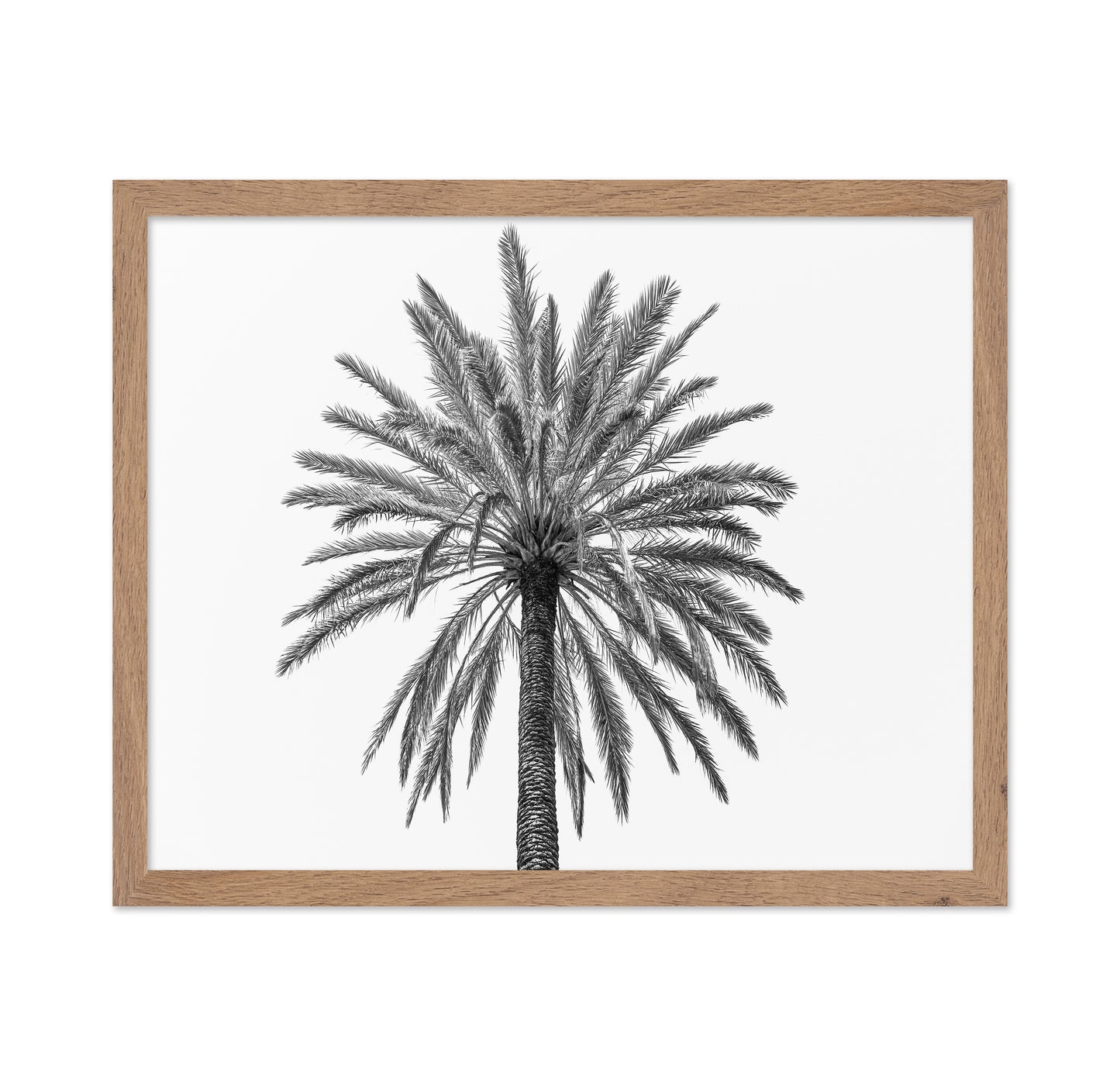Lone Palm Tree