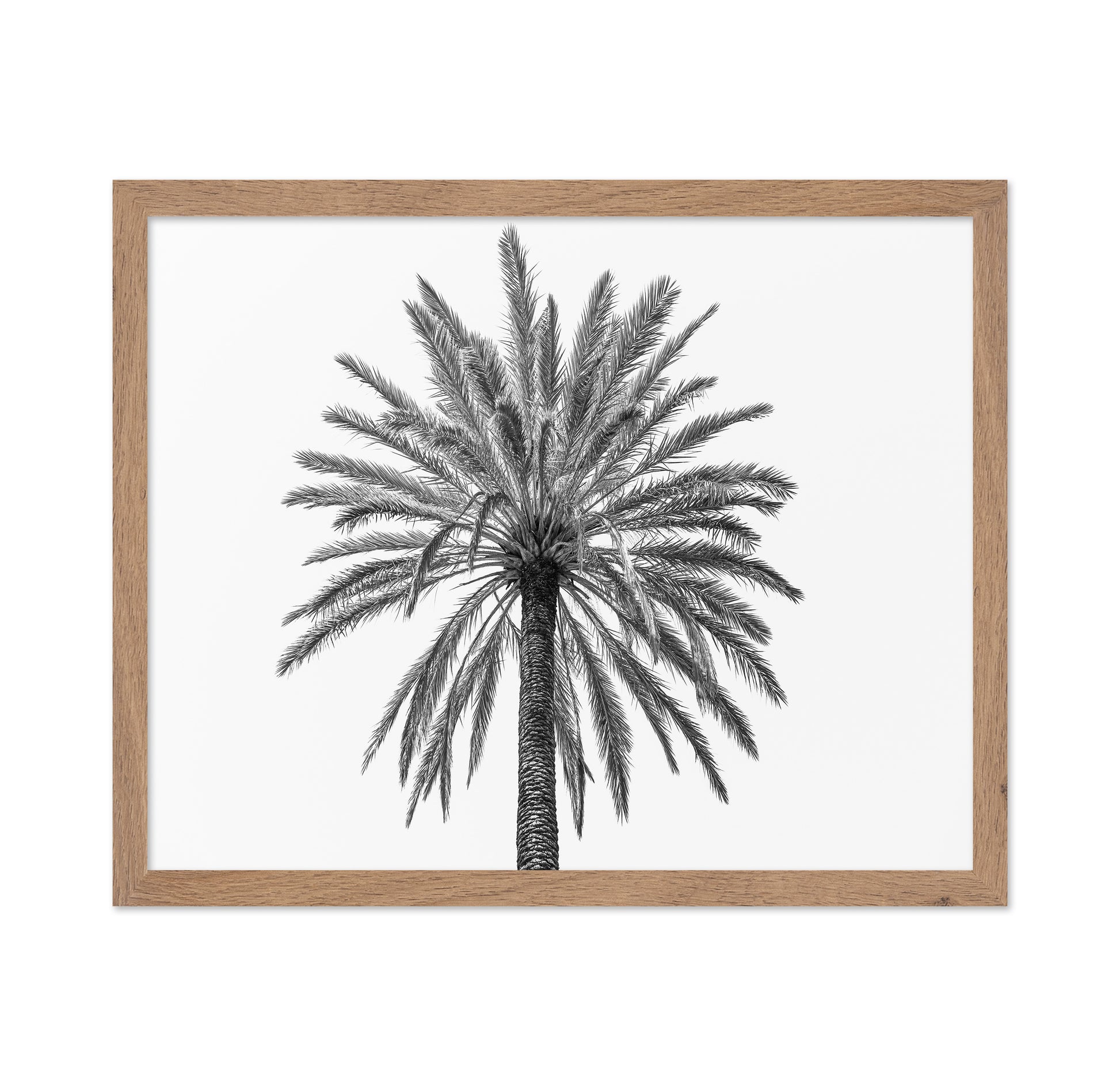 Lone Palm Tree
