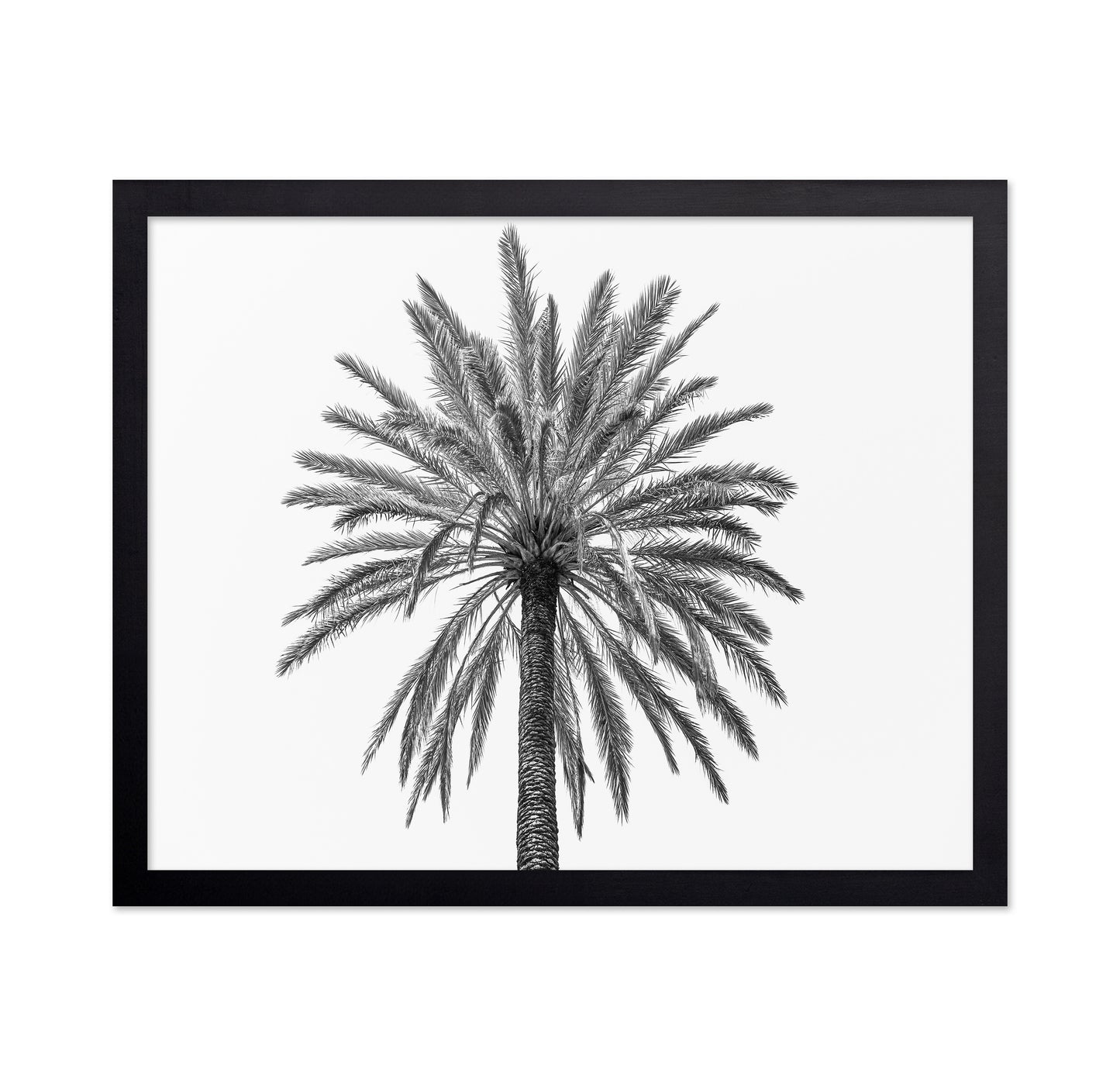 Lone Palm Tree