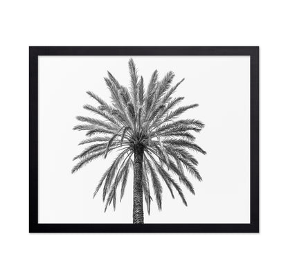 Lone Palm Tree