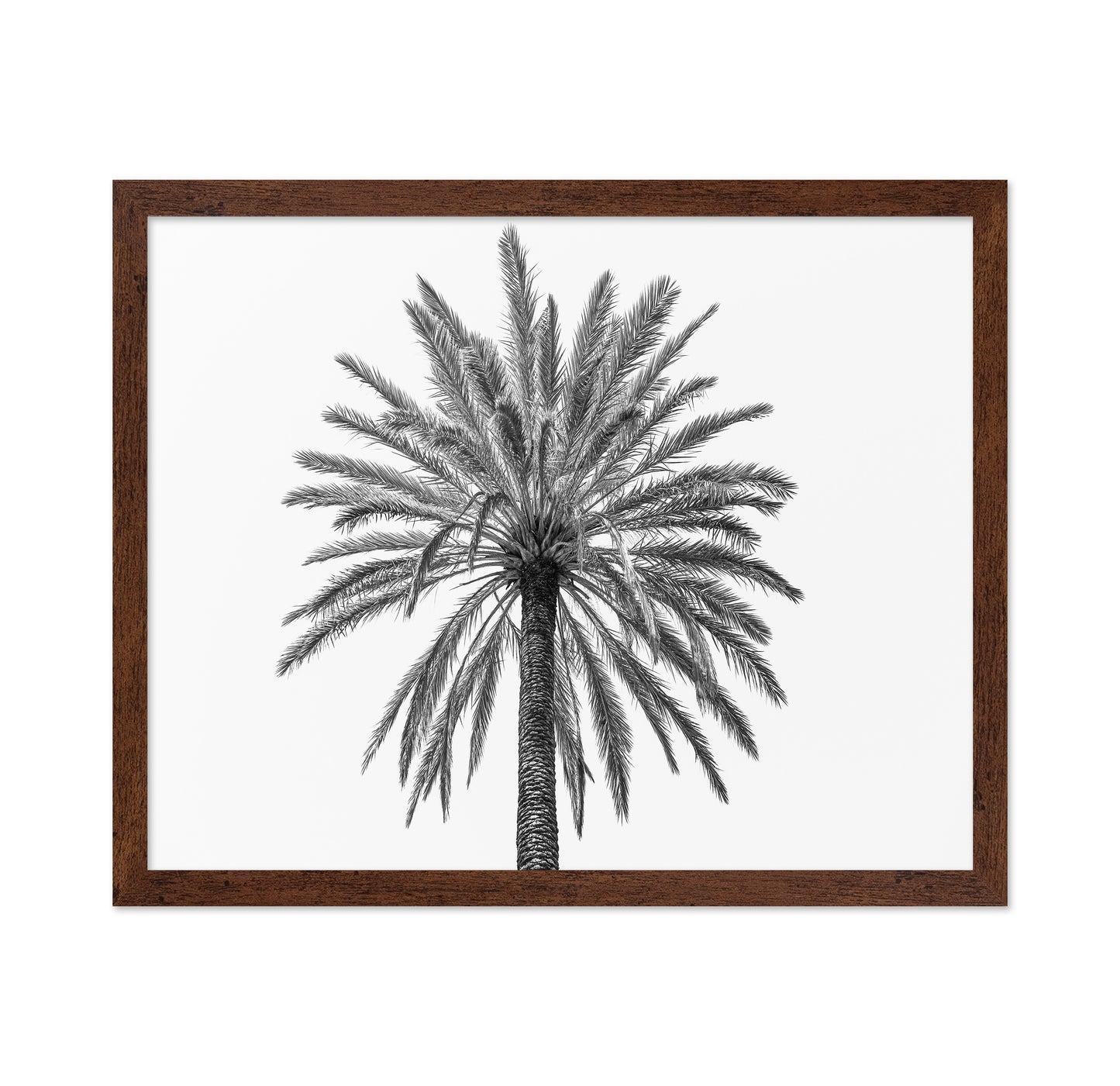 Lone Palm Tree