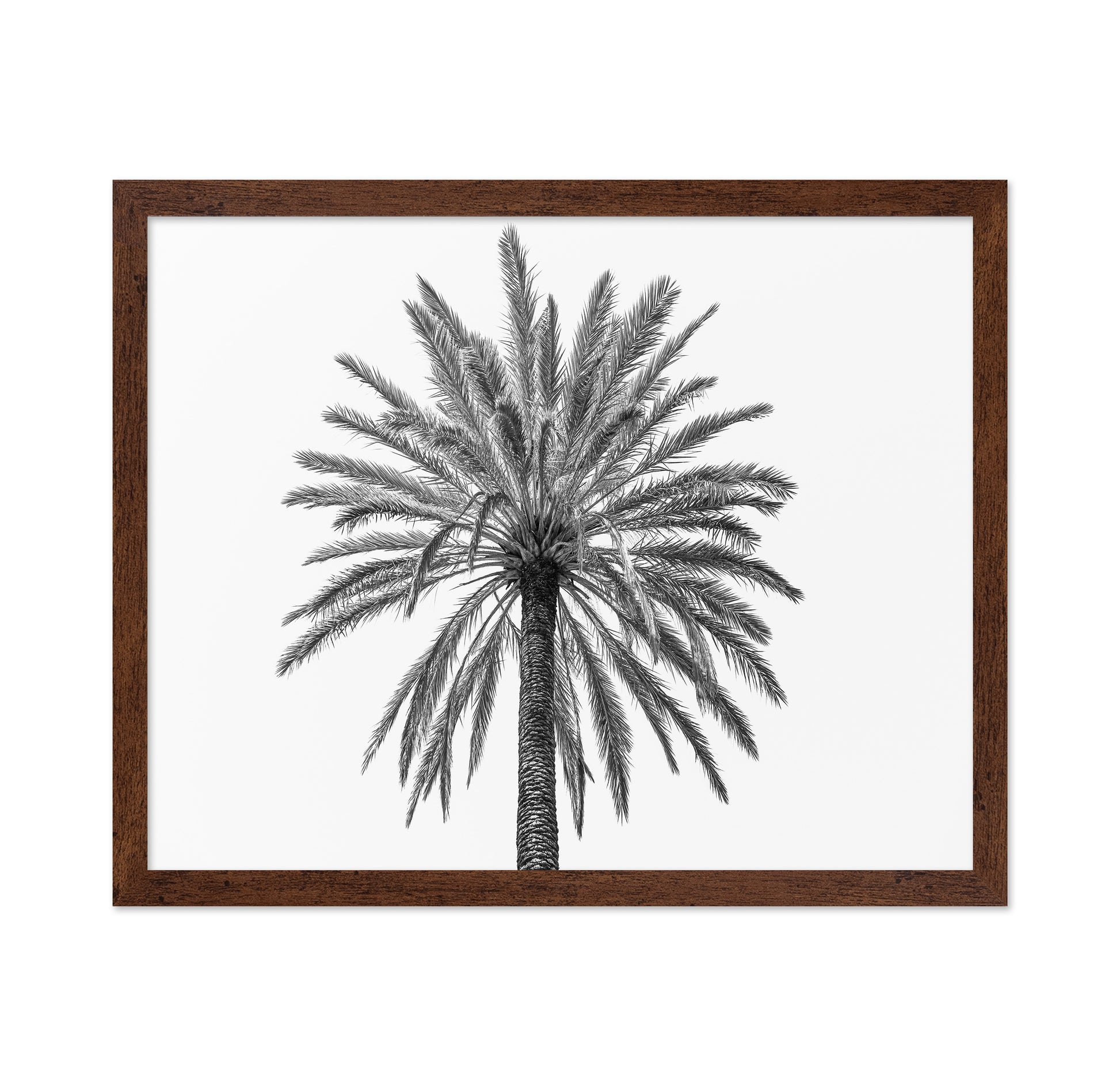 Lone Palm Tree