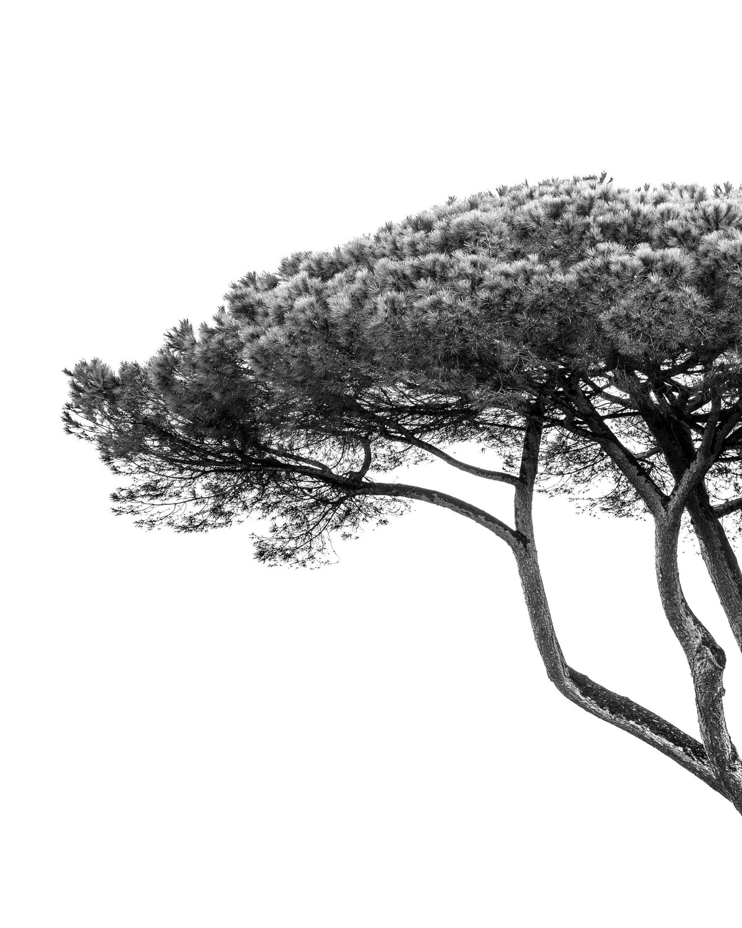 Minimalist Pine Tree