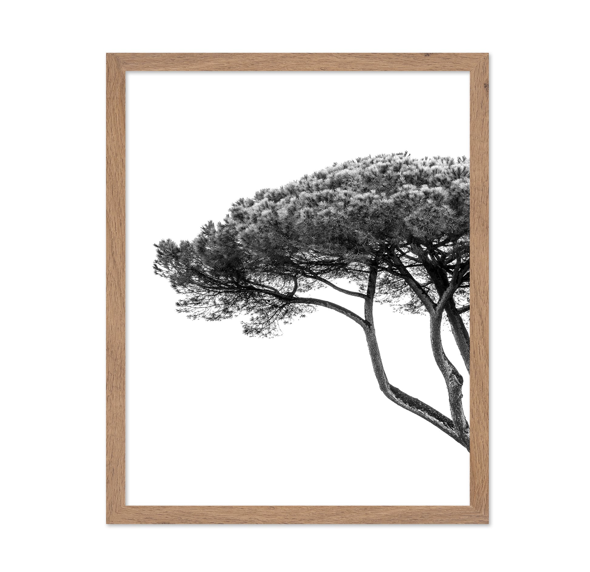 Minimalist Pine Tree