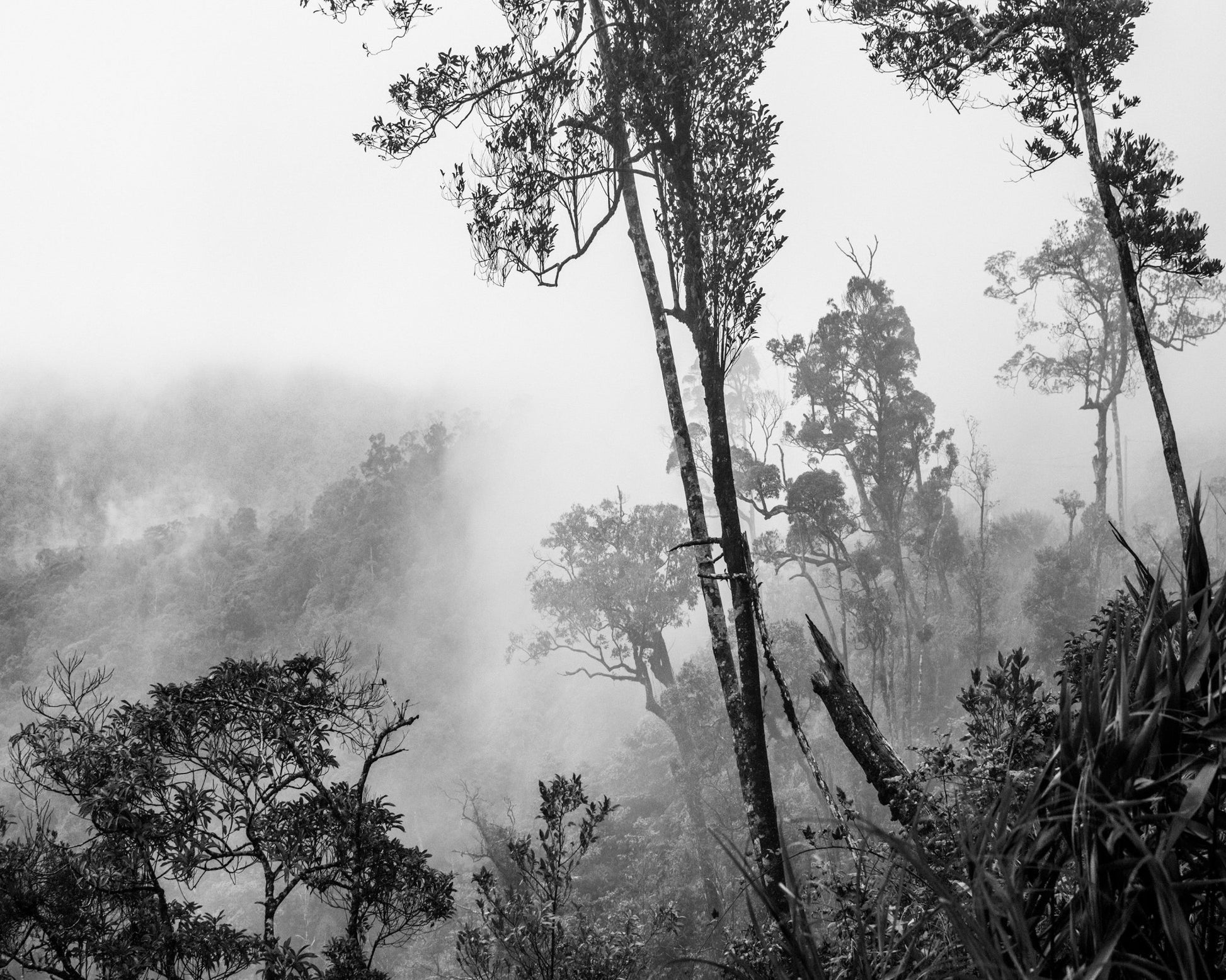 Misty Forest Trees No1