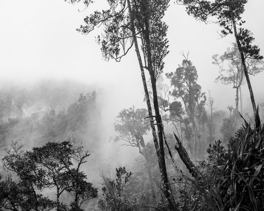 Misty Forest Trees No1