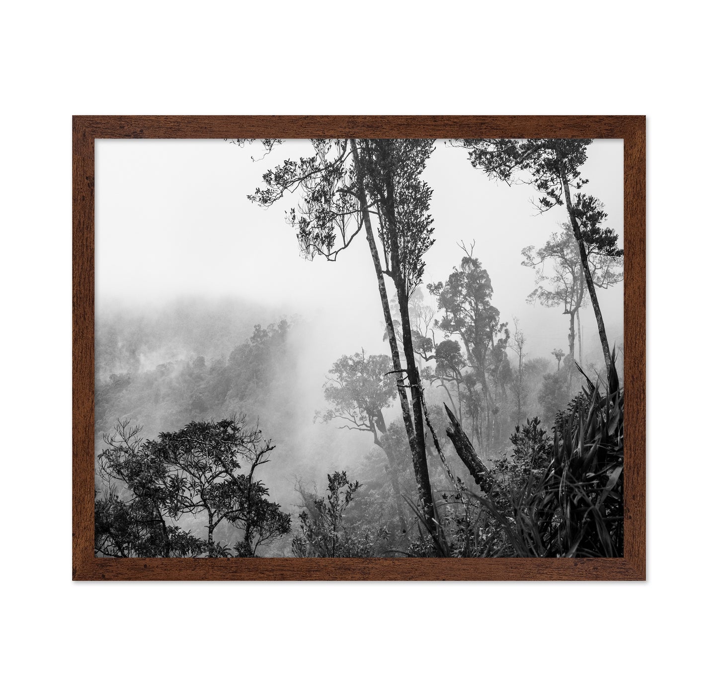 Misty Forest Trees No1