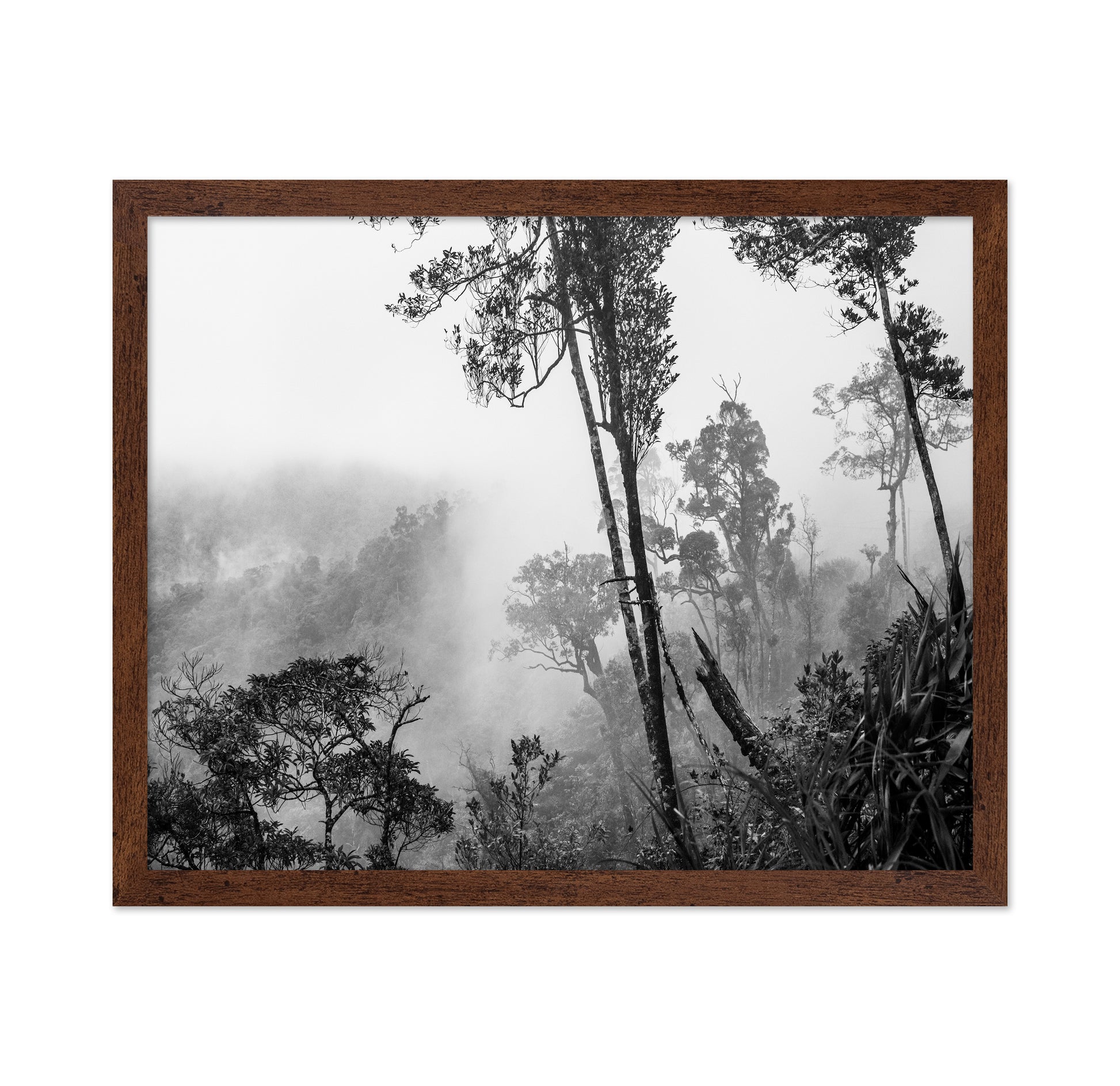 Misty Forest Trees No1