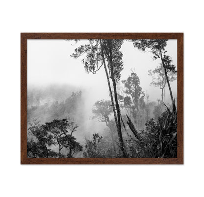 Misty Forest Trees No1