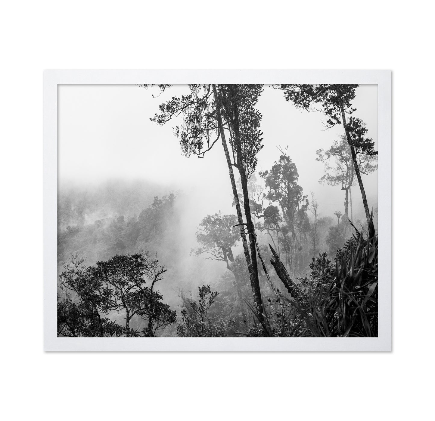 Misty Forest Trees No1