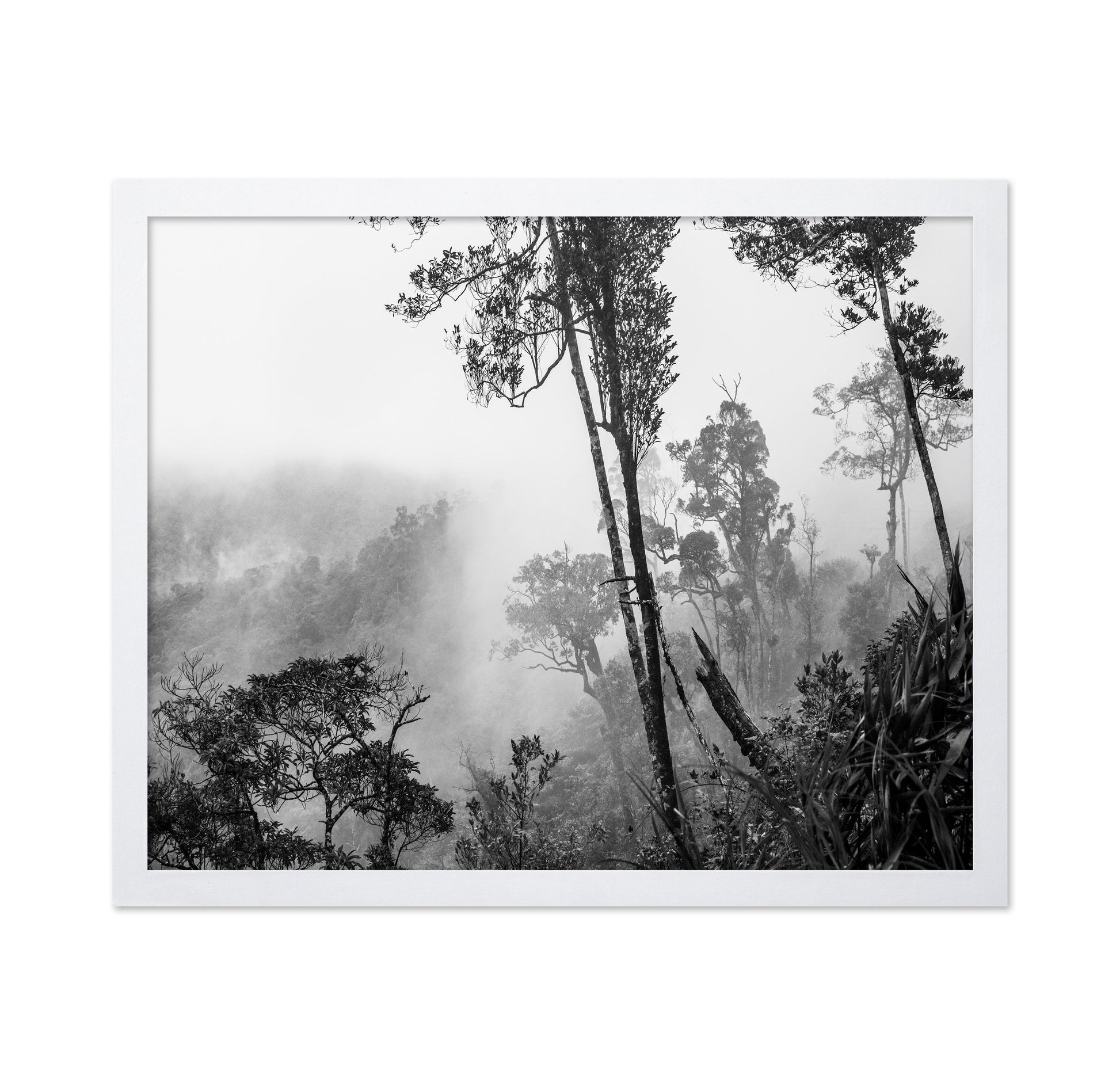 Misty Forest Trees No1
