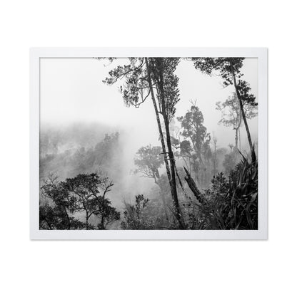 Misty Forest Trees No1