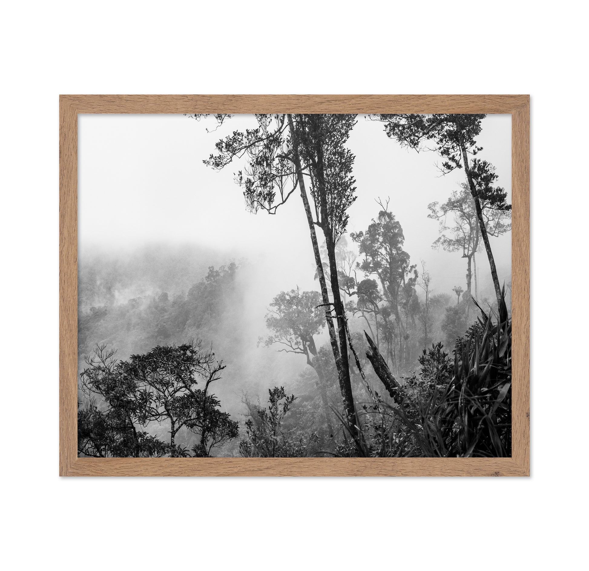 Misty Forest Trees No1