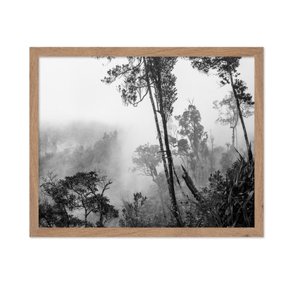 Misty Forest Trees No1