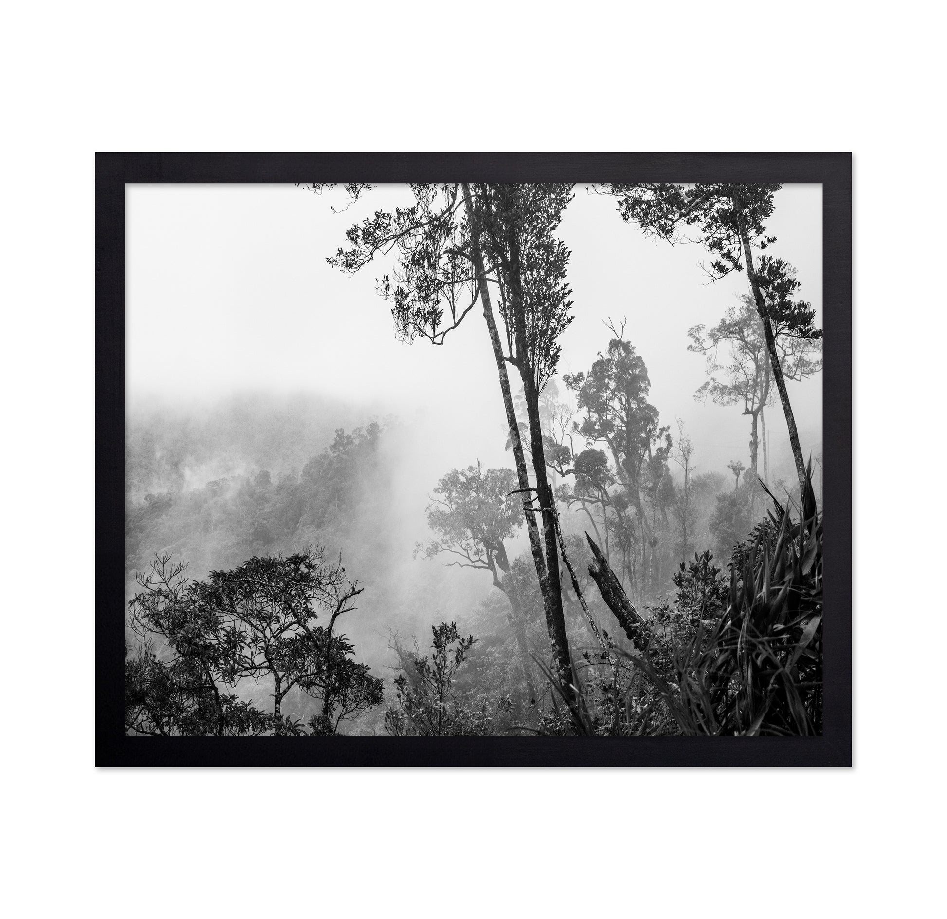 Misty Forest Trees No1