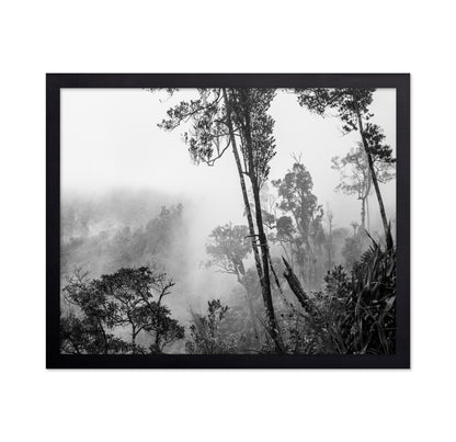 Misty Forest Trees No1