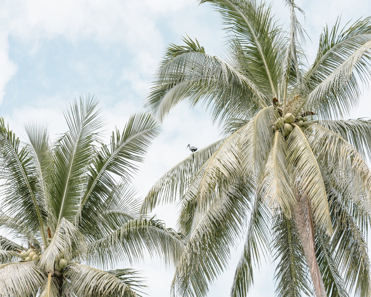 Tropical Palm Tree With Bird