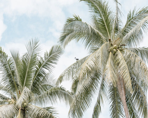 Tropical Palm Tree With Bird