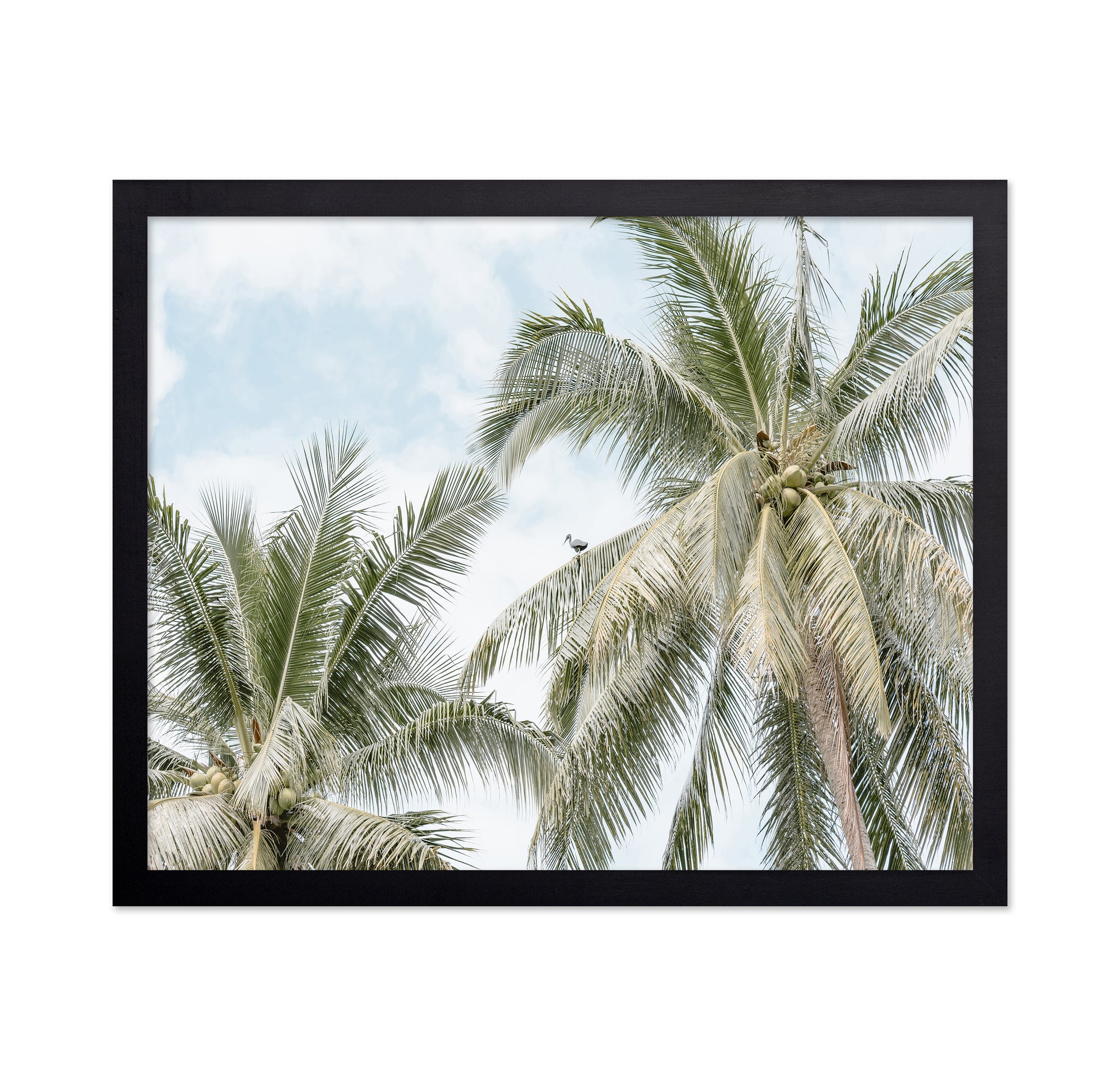 Tropical Palm Tree With Bird