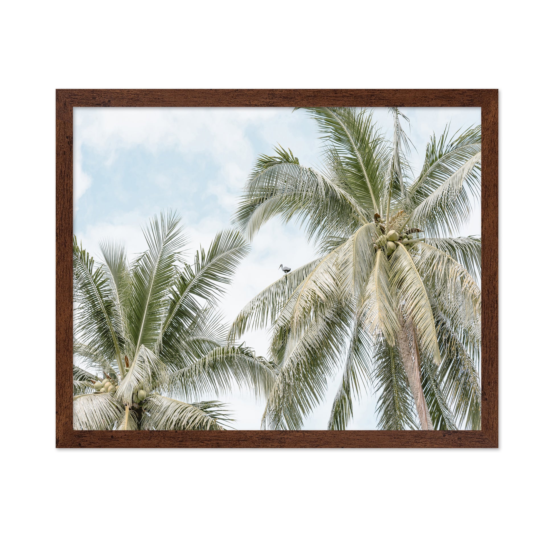 Tropical Palm Tree With Bird