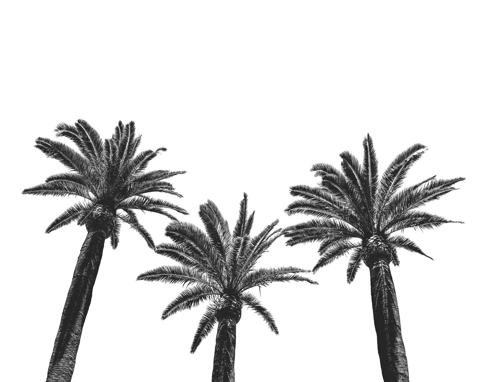 Palm Trio Silhouette