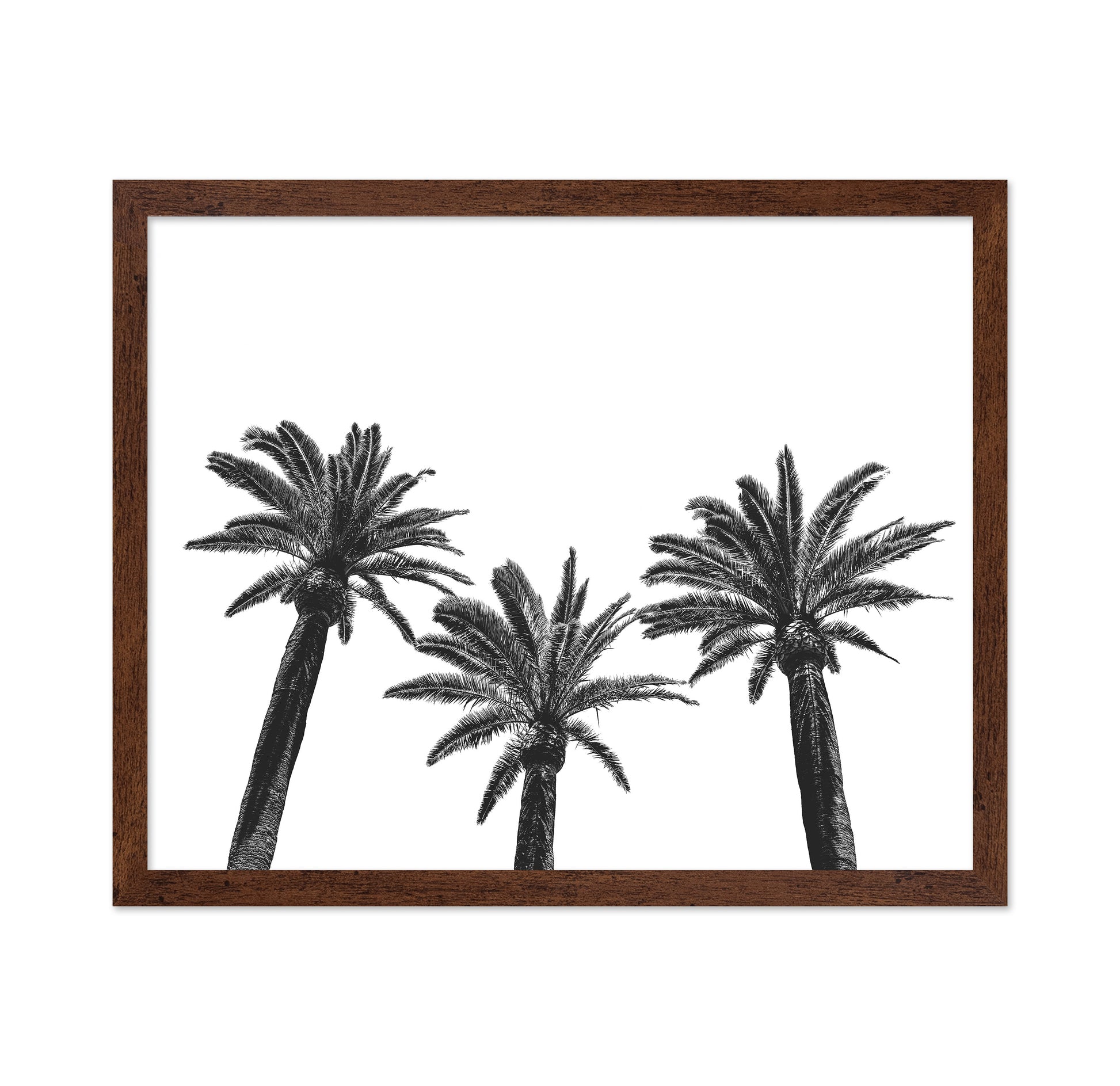 Palm Trio Silhouette