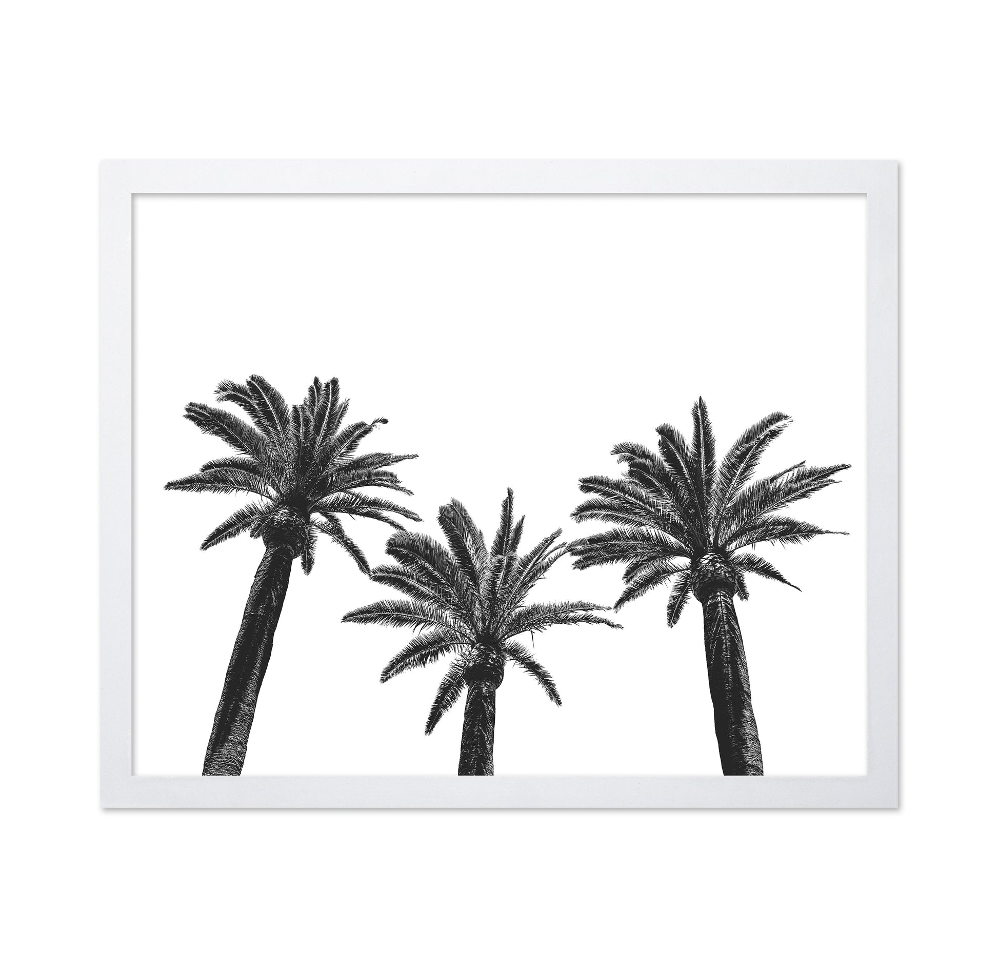 Palm Trio Silhouette