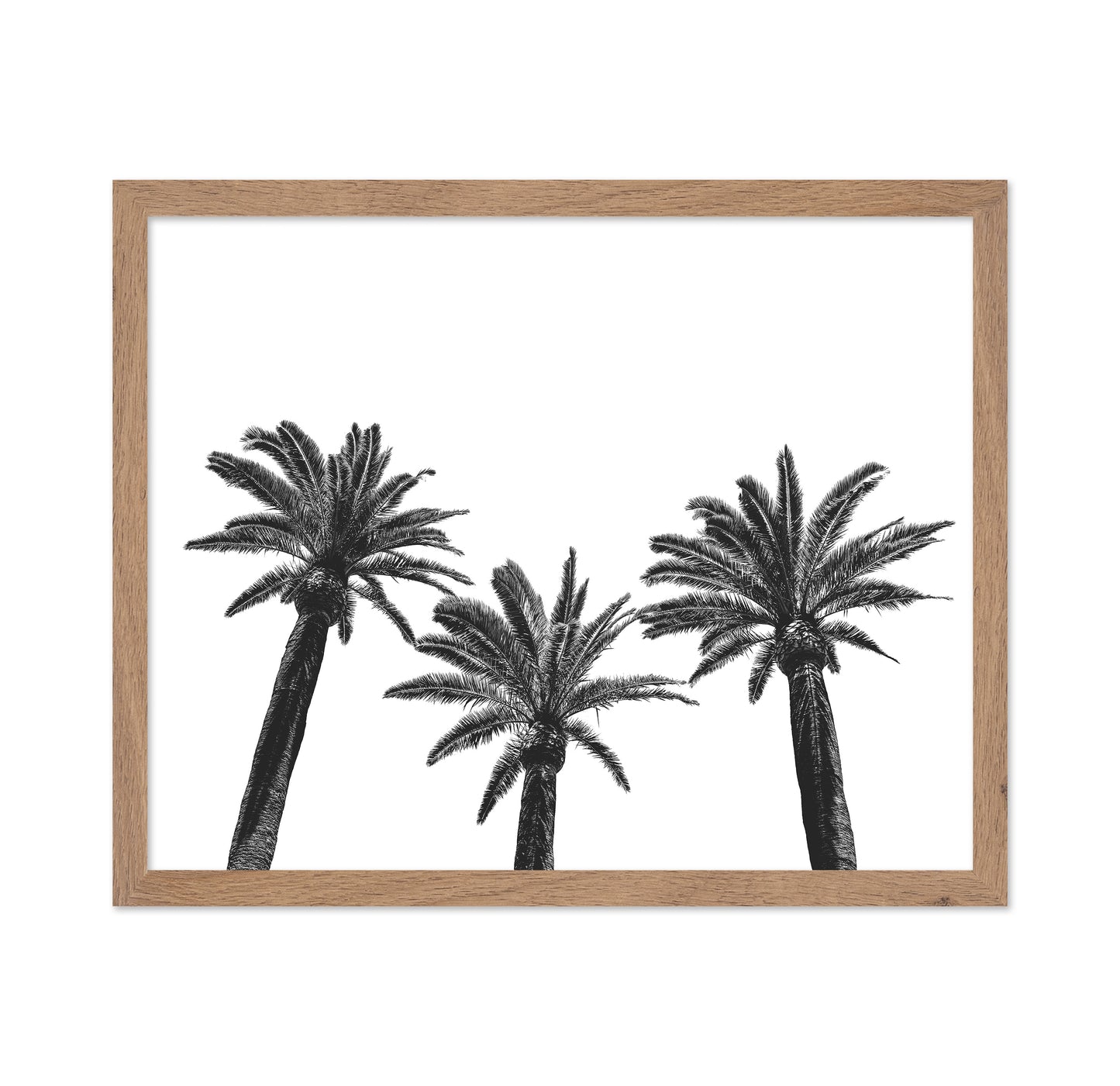 Palm Trio Silhouette