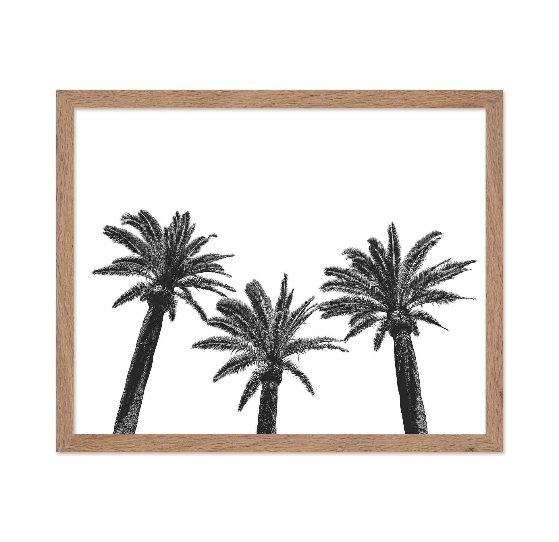 Palm Trio Silhouette