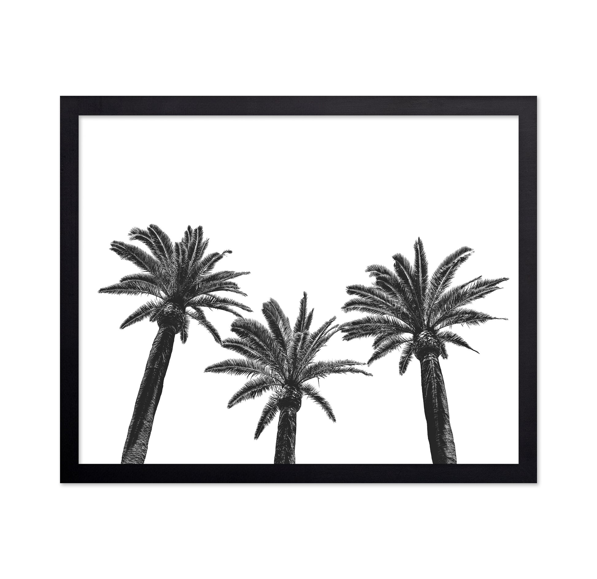 Palm Trio Silhouette