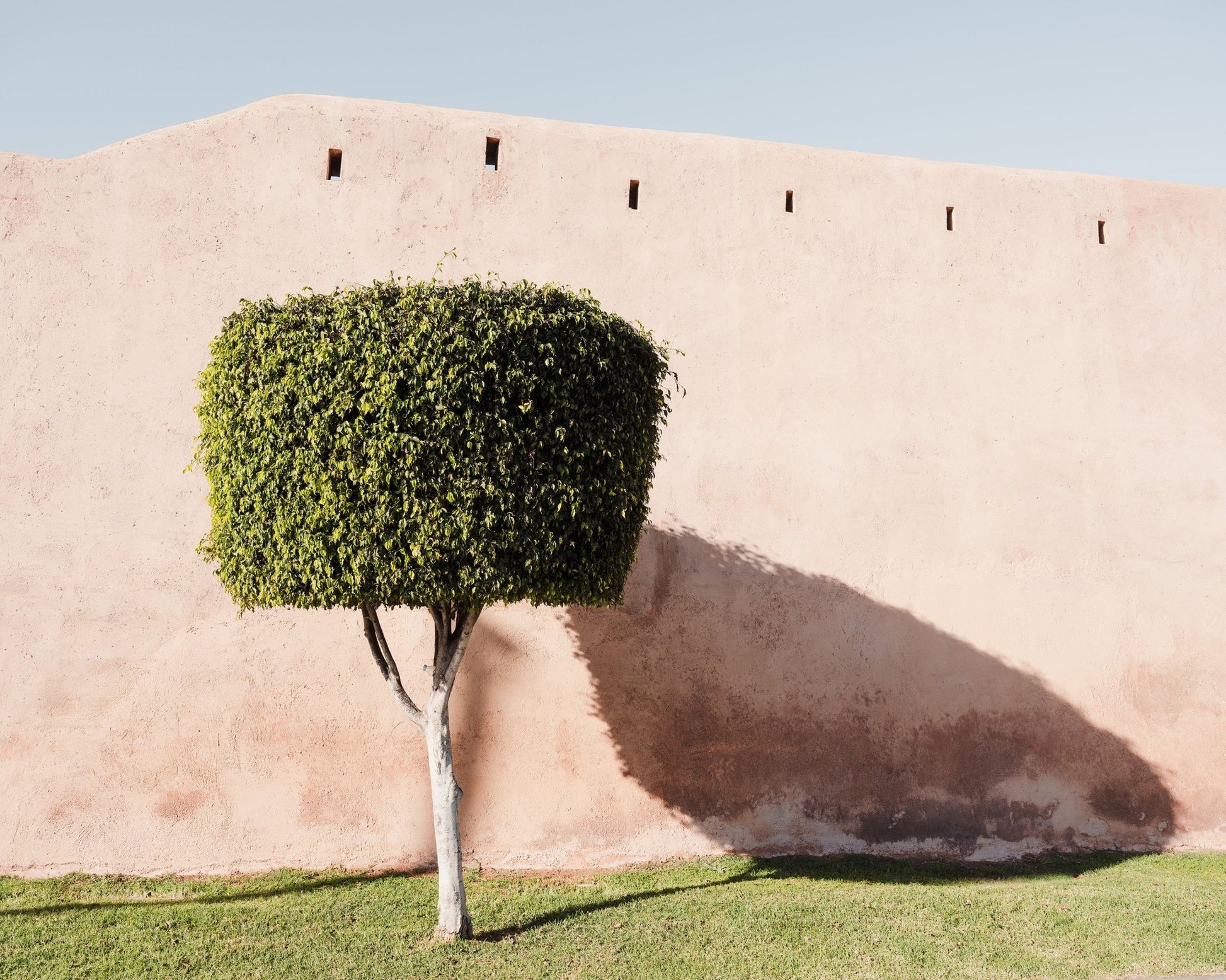 Moroccan Tree Shadow