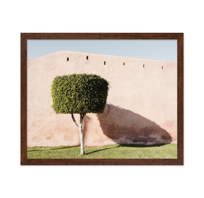 Moroccan Tree Shadow