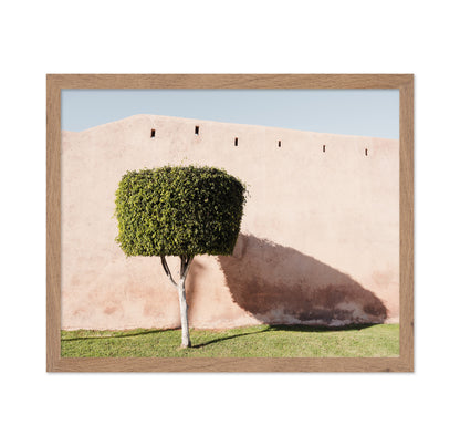 Moroccan Tree Shadow