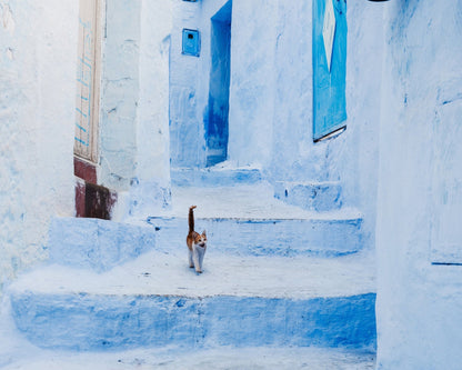Chefchaouen Cat Walk