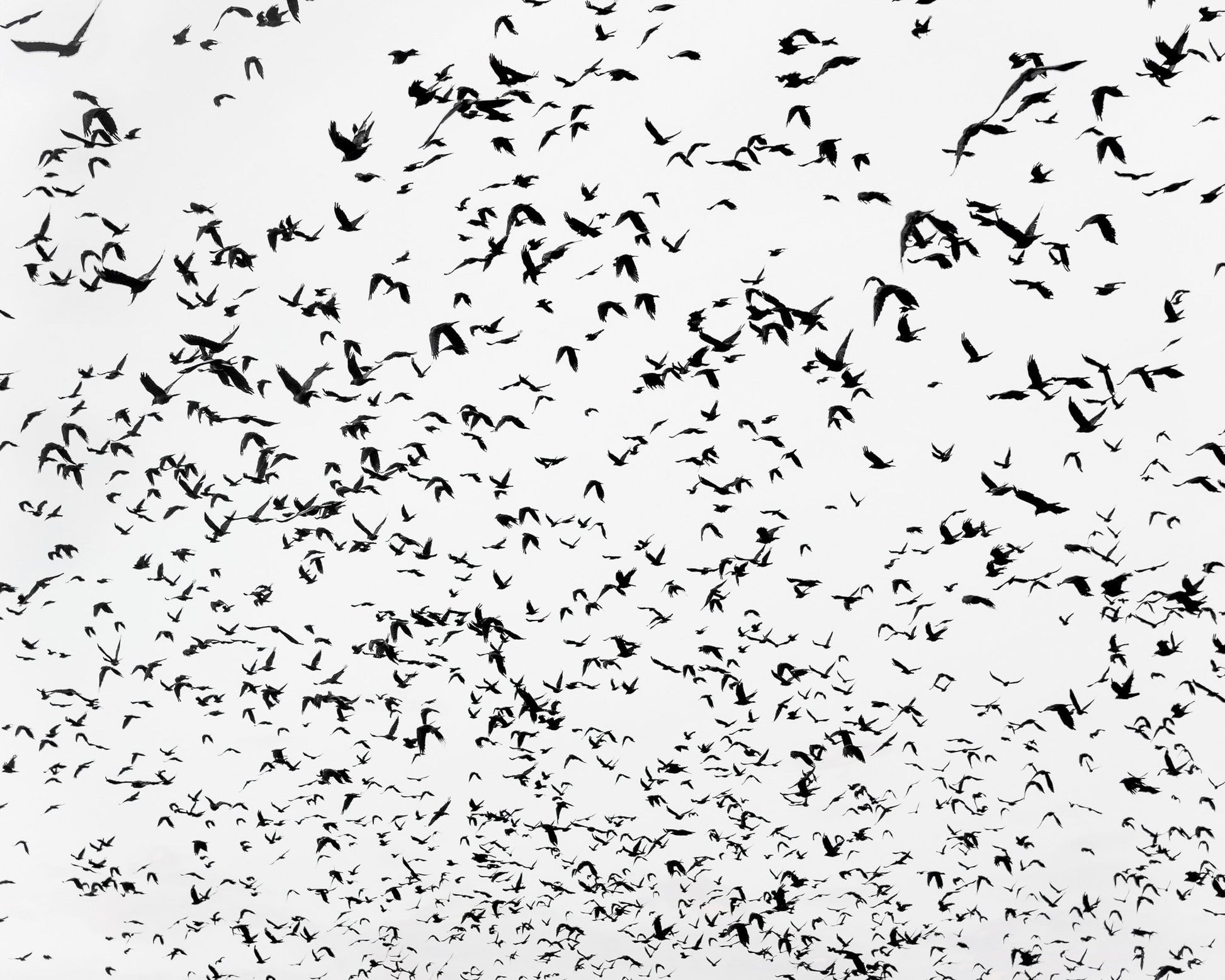 Flock In Motion