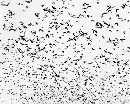 Flock In Motion