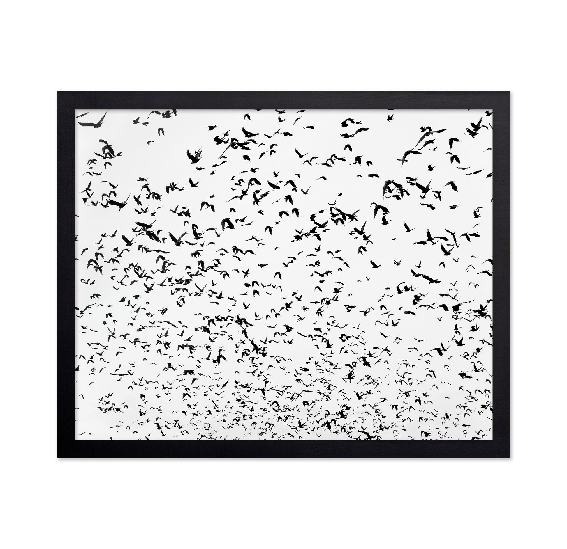Flock In Motion