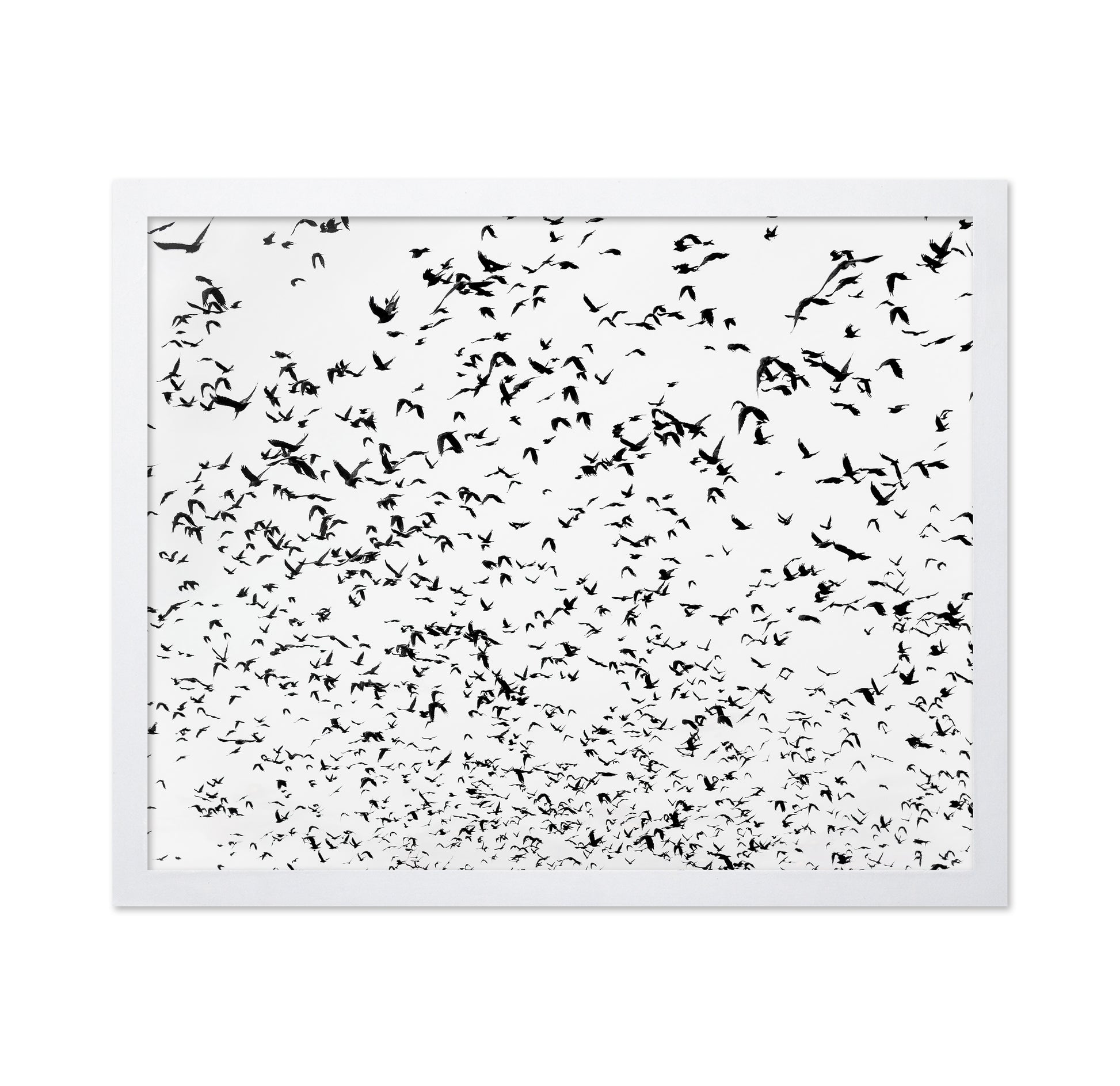 Flock In Motion