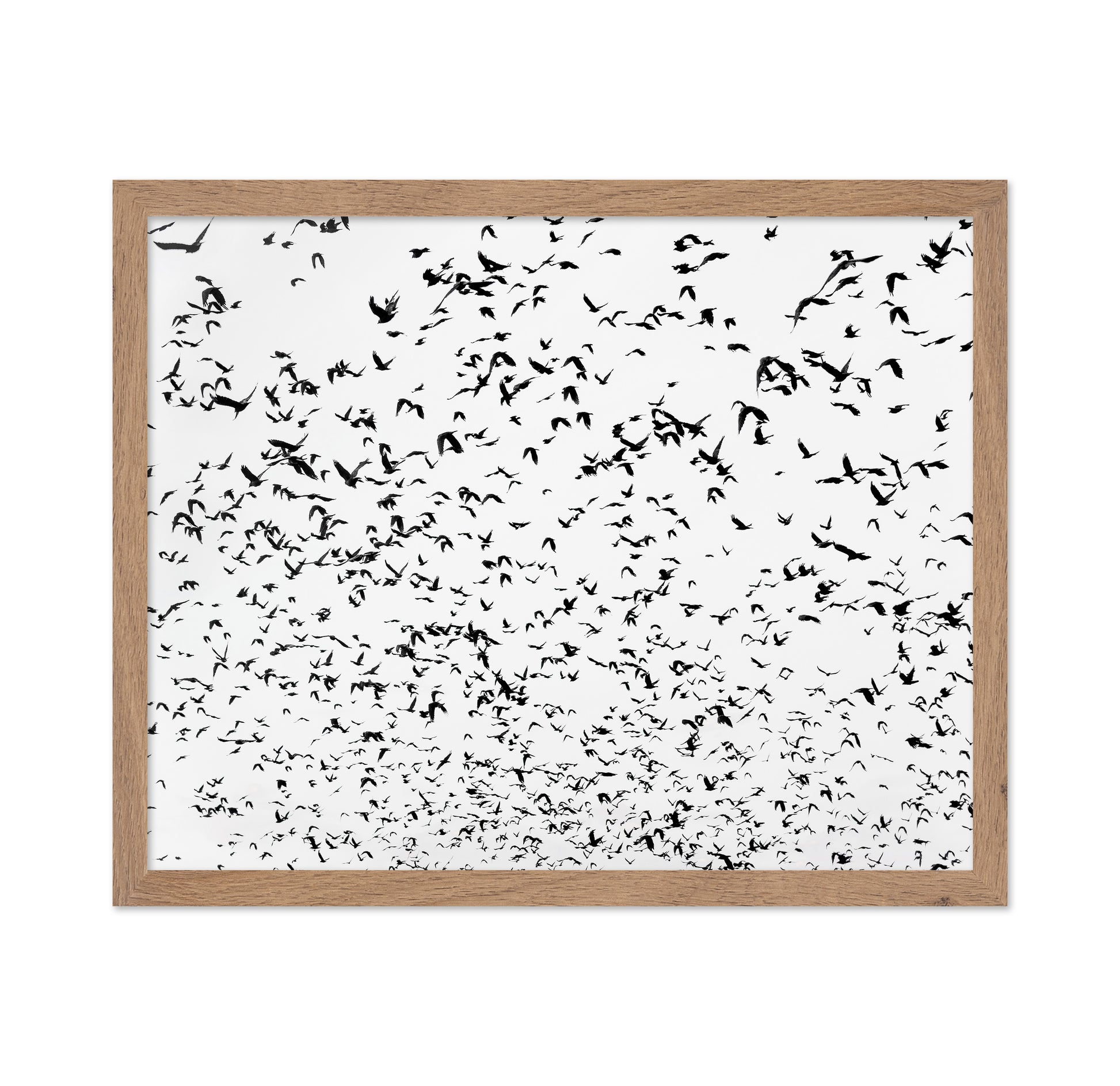 Flock In Motion