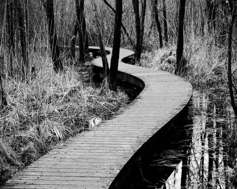 Forest Boardwalk