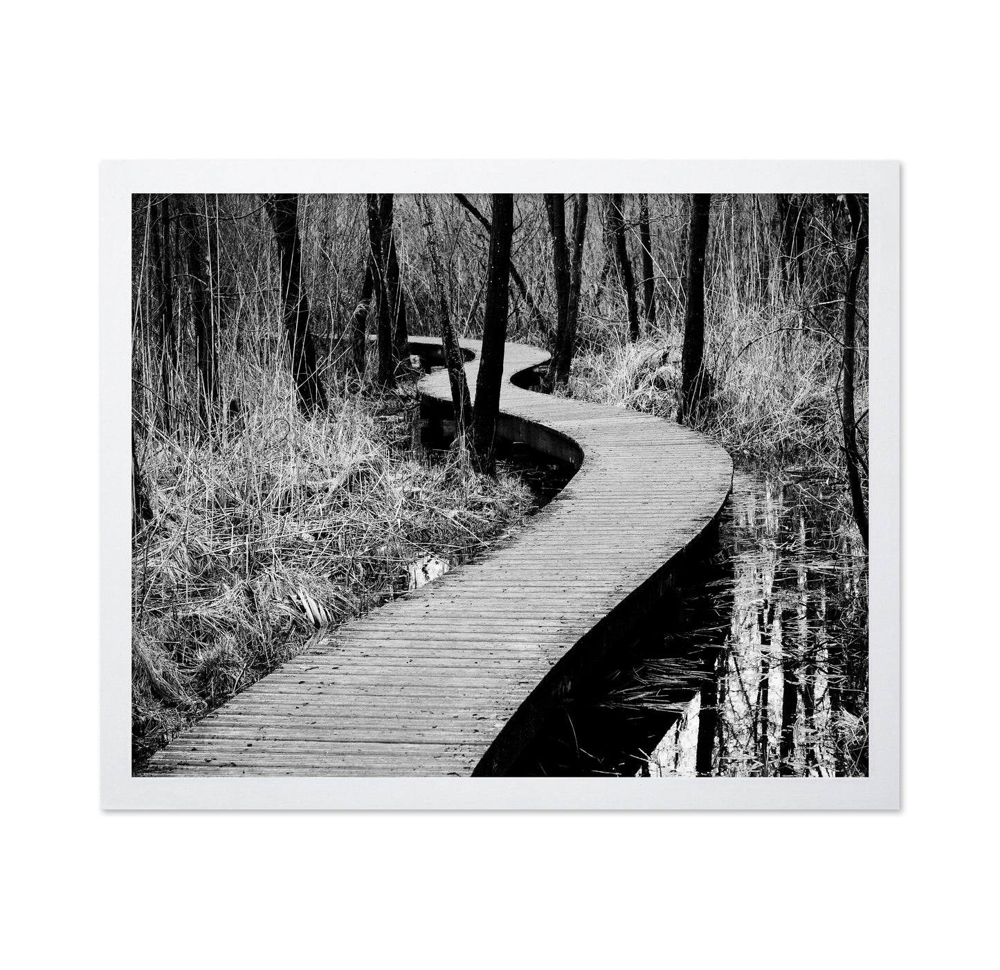 Forest Boardwalk
