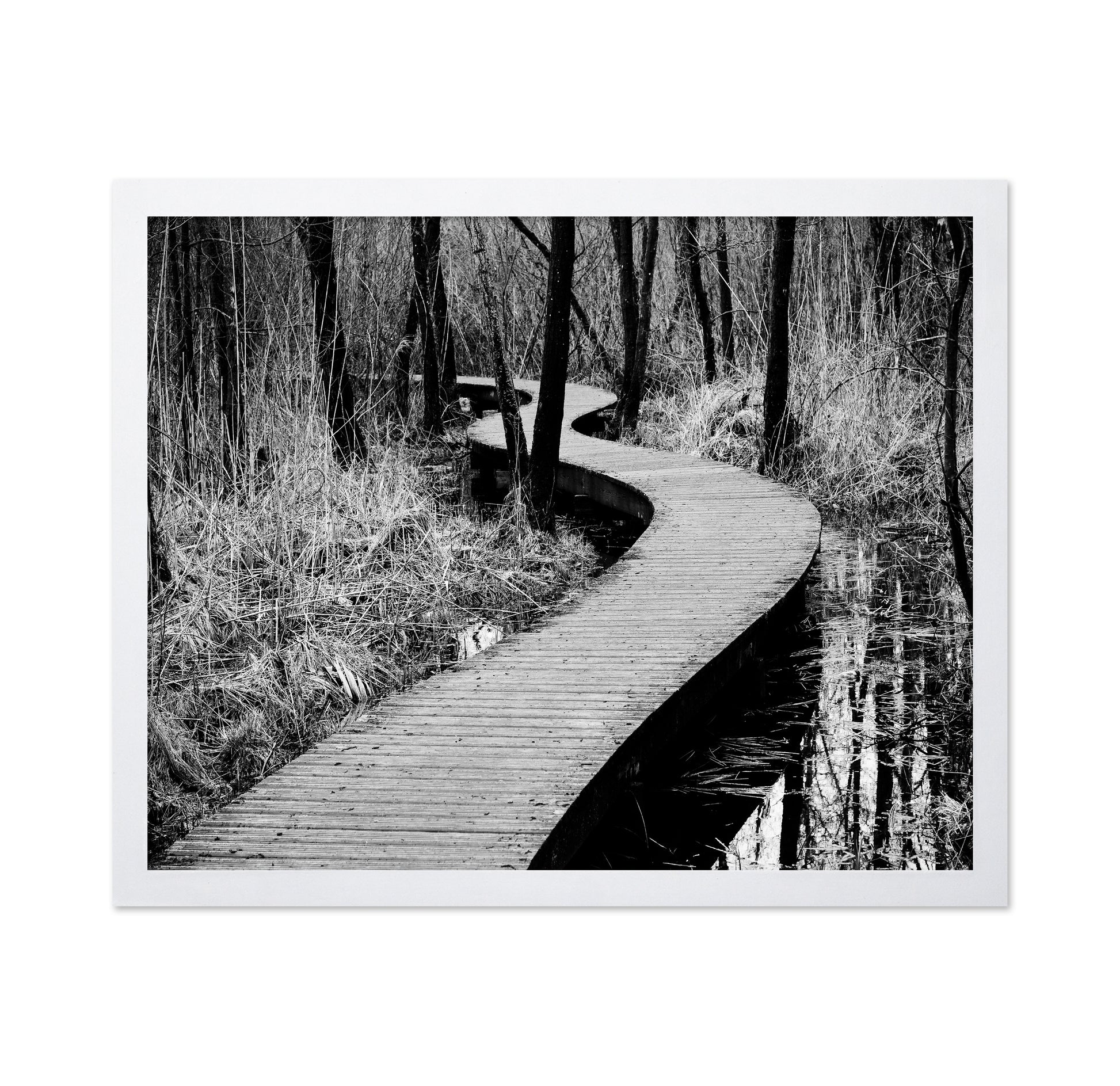 Forest Boardwalk