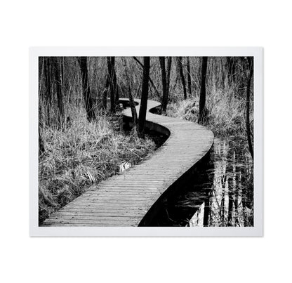 Forest Boardwalk