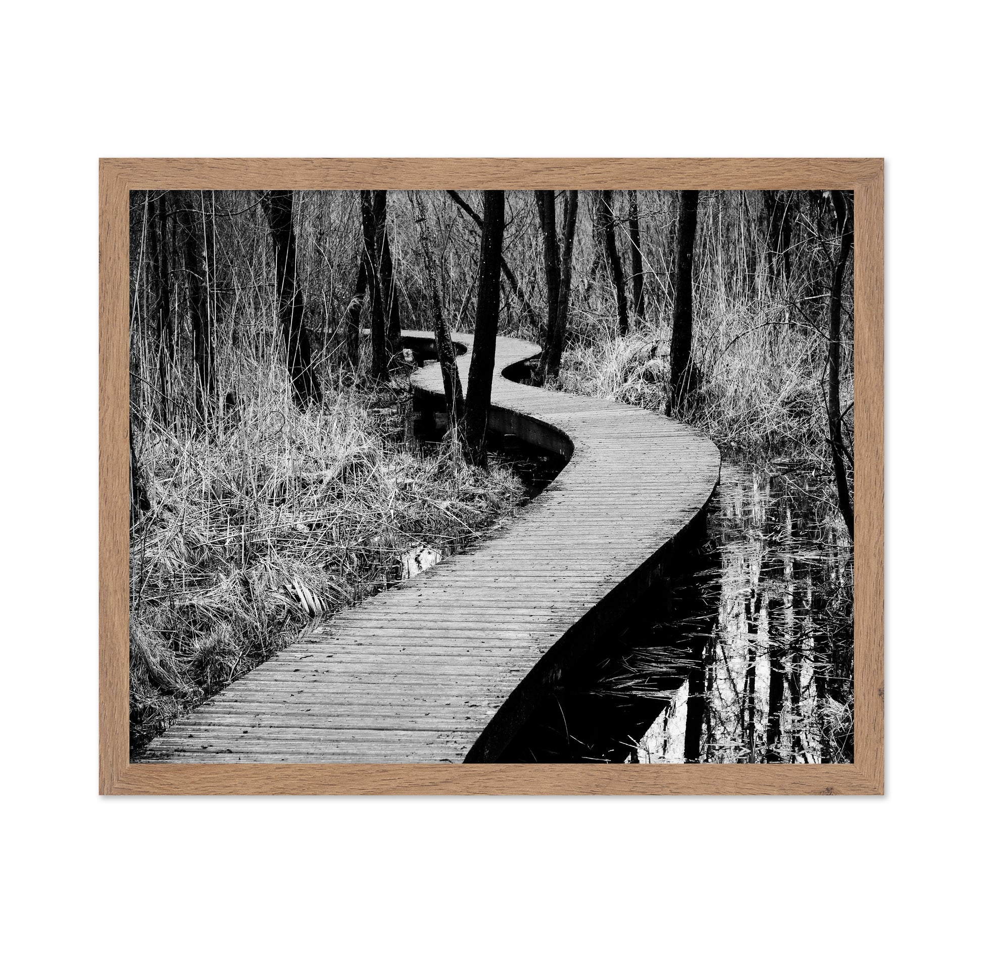 Forest Boardwalk