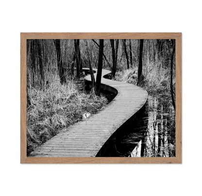 Forest Boardwalk