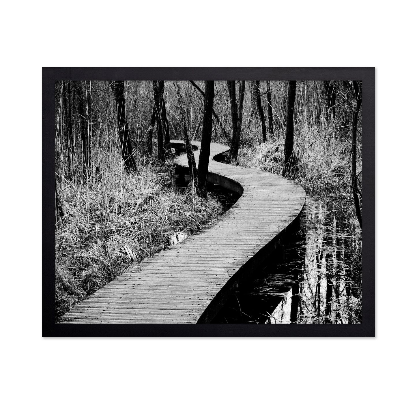 Forest Boardwalk