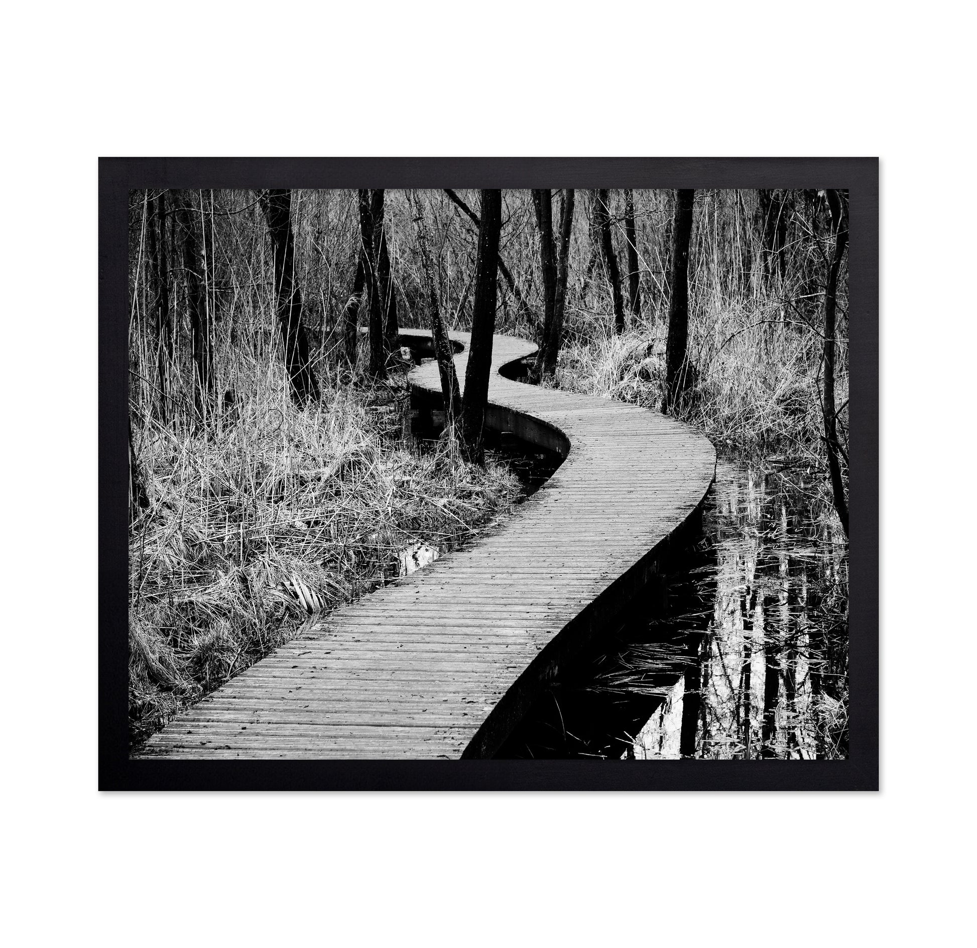 Forest Boardwalk