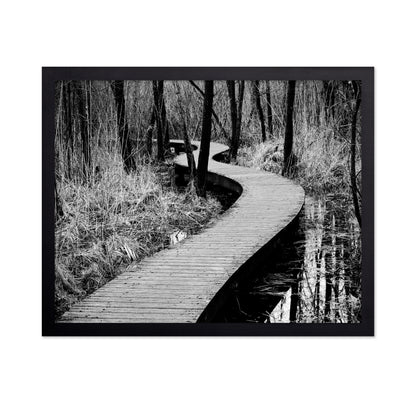 Forest Boardwalk